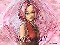 sakura!!