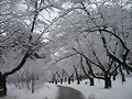 invierno en toronto