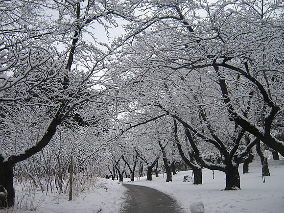 invierno en toronto