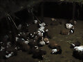 esta de noche noo