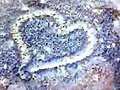 corazon