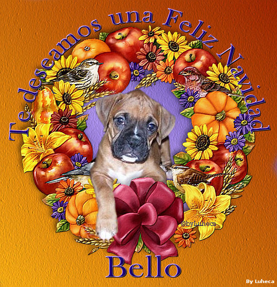 Un simpático boxer.