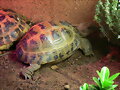 Agrionemys horsfieldii macho