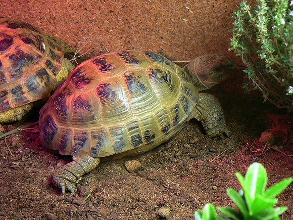 Agrionemys horsfieldii macho