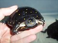 Clemmys guttata --- Tortuga moteada