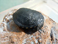 Chelodina longicollis