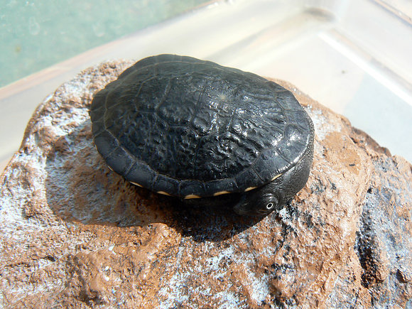 Chelodina longicollis