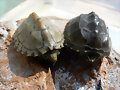Sternotherus carinatus y Sternotherus odoratus