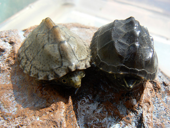 Sternotherus carinatus y Sternotherus odoratus