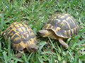Testudo hermanni hermanni