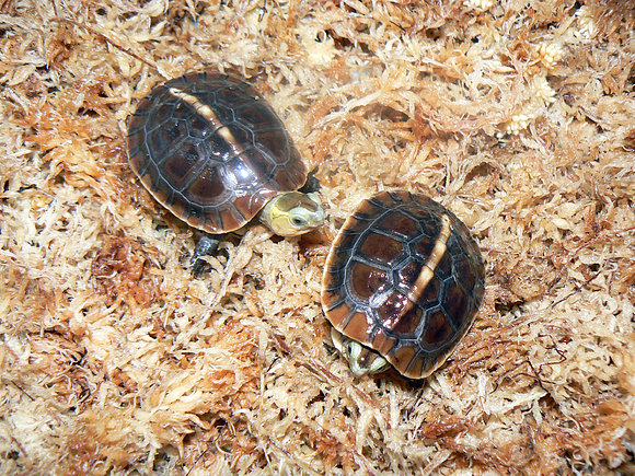 Cuora flavomarginata