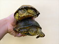 Emys orbicularis fritzjuergenobsti