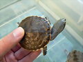 Phrynops hilarii