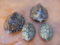 Sternotherus carinatus