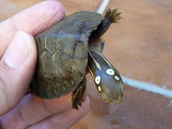 Sacalia quadriocellata