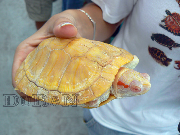 Trachemys scripta elegans albina