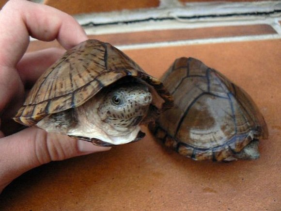 Sternotherus carinatus
