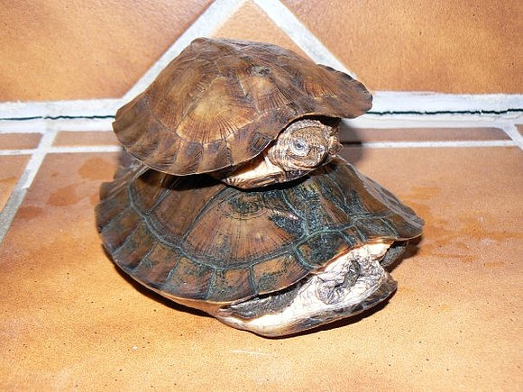 Cyclemys dentata