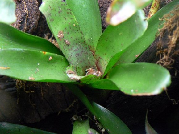 Epidedobates tricolor juvenil en neoregelia