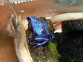 Dendrobates azureus