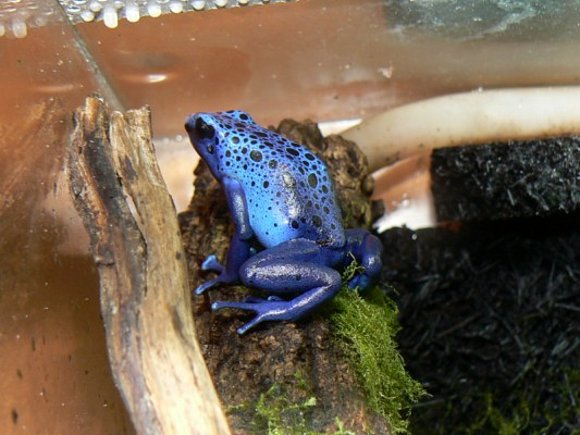 Dendrobates azureus