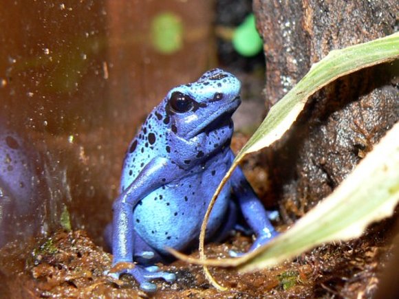Dendrobates azureus