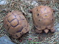 Testudo terrestris