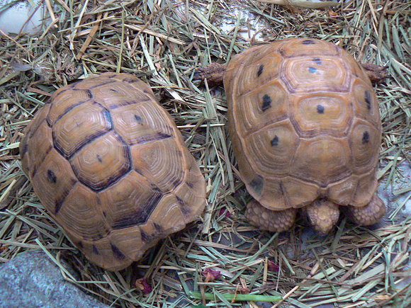 Testudo terrestris