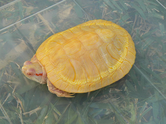 Trachemys scripta elegans albina