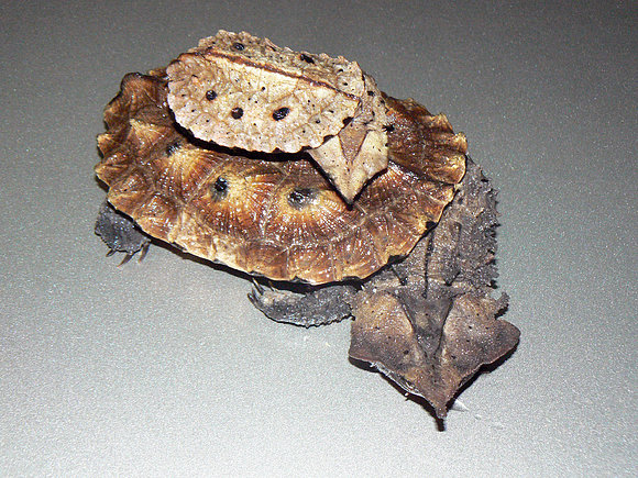 Chelus fimbriatus