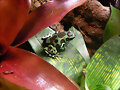 Dendrobates auratus special panam&aacute;