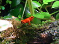 Oophaga pumilio bastimentos red