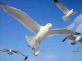 ESTA ES UNA DE MIS TANTAS GAVIOTAS