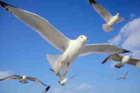 ESTA ES UNA DE MIS TANTAS GAVIOTAS
