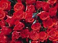 UNA ROSA PARA CADA UNA DE MIS AMIGAS