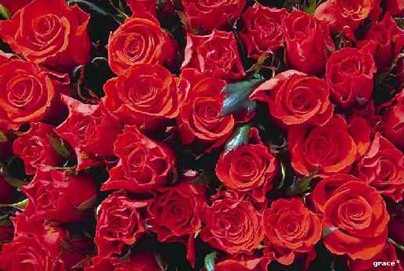 UNA ROSA PARA CADA UNA DE MIS AMIGAS