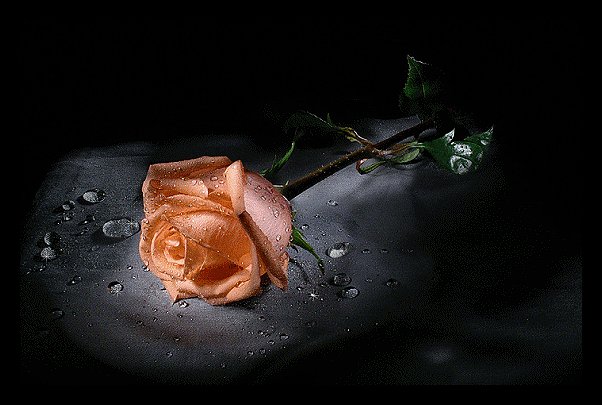 UNA ROSA