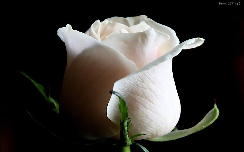 PETALOS