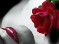 LA  ROSA