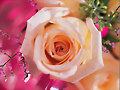 ROSAS  BLANCAS