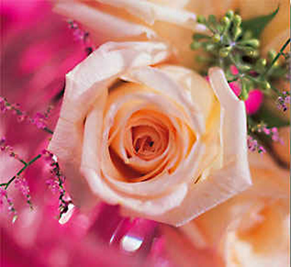 ROSAS  BLANCAS