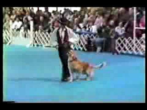 TRAVOLTA CANINO