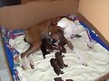 Adorables