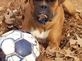 Mi Rambo Hermoso