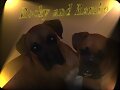 La Enteritis en Perros y Gatos