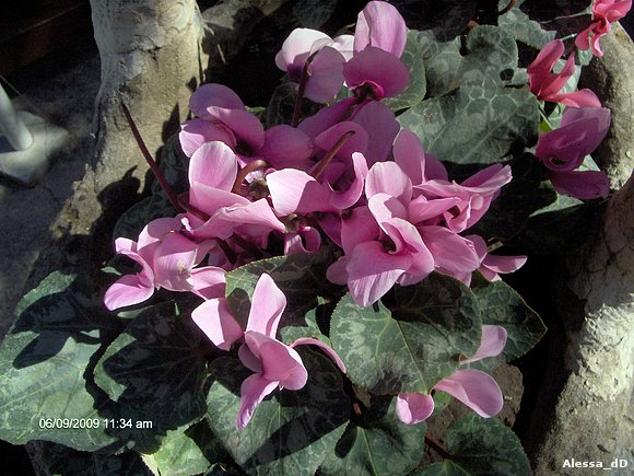 Tulipanes de Unquillo