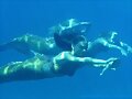 Las sirenas nadando!!!