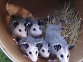 RATITAS