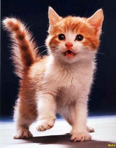 GATITO
