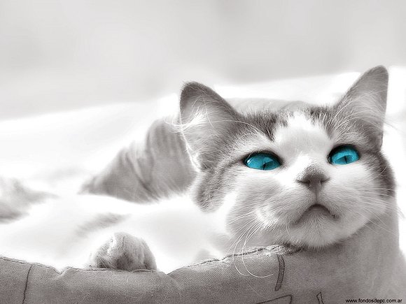 GATO